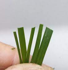Fescue grass cut with sharp blades