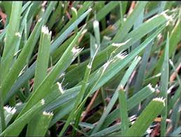 fescue grass cut with dull blades resulting in "frosted tip" look