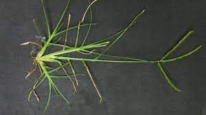 mature goosegrass with seed head