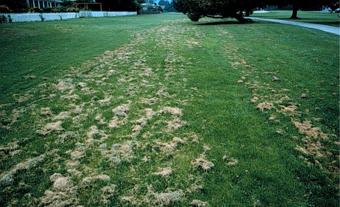 Grass clippings clumped in lawn after mowing