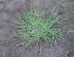 mature crabgrass plant. the most common grassy lawn weed found