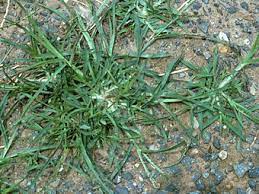 picture of goosegrass plant. a common grassy lawn weed.