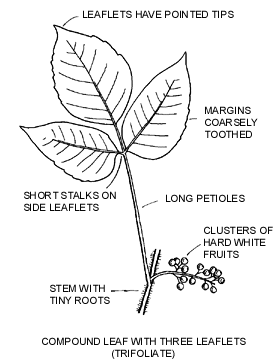 Poison Ivy identification guide