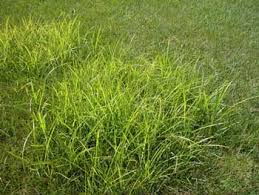 Nutsedge, a grassy weed in a lawn.