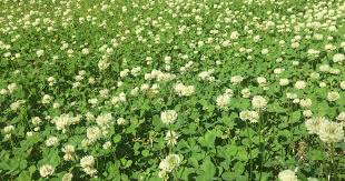 Field of white clover