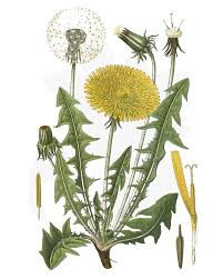 drawing of a dandelion broadleaf weed