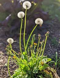dandelion plant, a broadleaf weed with seed heads and flowers