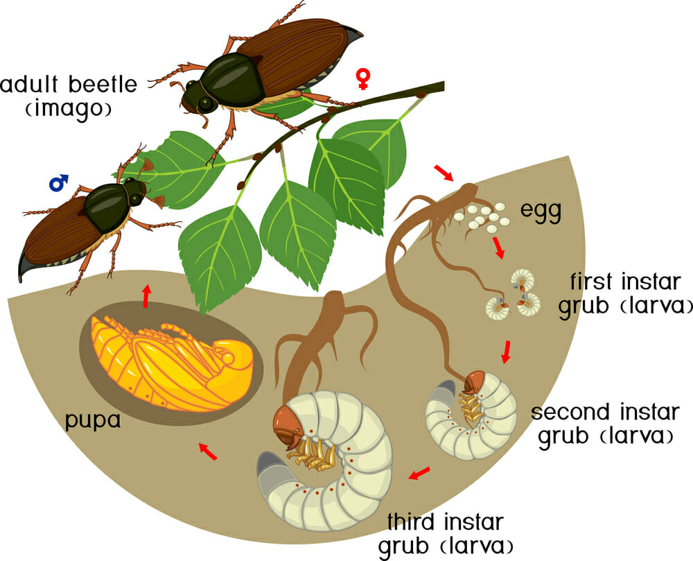 life cycle depiction of a white grub