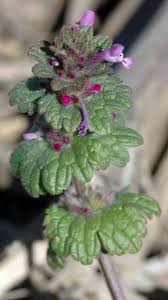 close up of henbit flower and leaves
