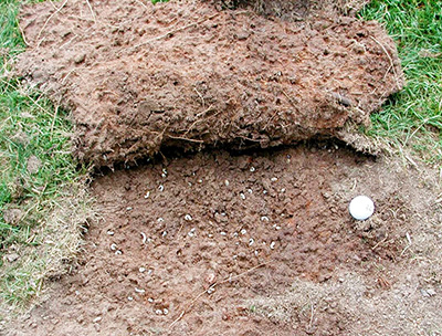 Pulled back grass to show damaged root system and grubs underneath