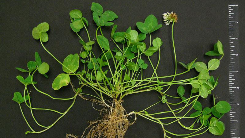 full view of white clover broadleaf weed