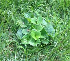 Wild violet, a broadleaf weed growing in a fescue lawn