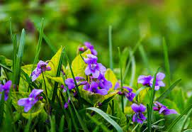flowering wild violet