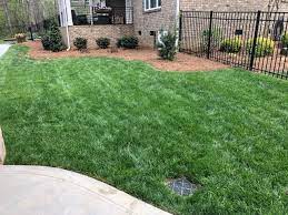 Fescue is the best lawn seed for looks
