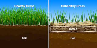 thatch layer depiction showing healthy grass and unhealthy grass