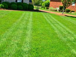 Bermuda is the best lawn seed for low maintenance 