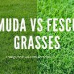 bermuda grass vs fescue