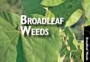 Broadleaf weeds