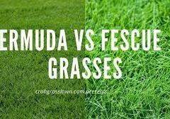 bermuda grass vs fescue
